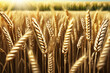 Weizeneld Getreide close up als  Hintergrund