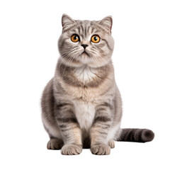 Naklejka na meble Adorable Tabby Cat Sitting, Isolated on Transparent Background for Design Use