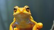 Close up of yellow tree frog (Hyla arborea)