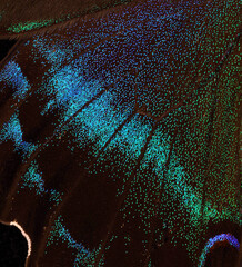 Aufkleber - Papilio maackii. Alpine black swallowtail. Colorful exotic swallowtail butterfly wing close up