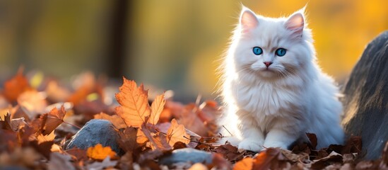 In the backdrop of a serene autumn scene a white cat with bright blue eyes sits gracefully on the lush green grass surrounded by colorful leaves and a few scattered stones highlighting the c