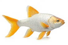 Gold Fish Isolated On A White Background