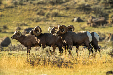 Canvas Print - Big Horn Rams during the rut