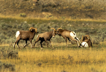 Poster - Big Horn Rams during the rut