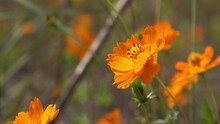 Sulfur Cosmos Flower Close-up Footage In A Garden. Cosmos Flower Floating With Winds In A Garden 4K Video. Beautiful Orange Flower In A Garden Close Up Shot On A Blurry Background.