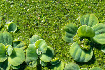 Wall Mural - Pistia stratiotes - swims among aquatic plants rootless duckweed (Wolffia arrhiza) and duckweed (Lemna turionifera), pond