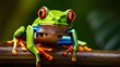 red eyed tree frog