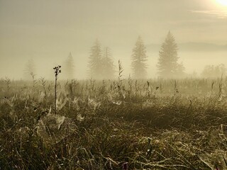 Wall Mural - Beautiful shot of a green forest with flowers during the day