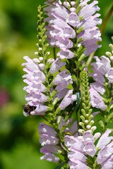 Wall Mural - Physostegia virginiana ( lat. Physostegia virginiana ) in garden. Bumblebee collects pollen on flowers