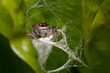 aranha saltadora protegendo seu ninho