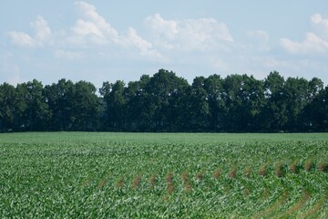 View of a green agricultural field on a sunny summer day