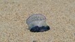 bluebottle on sand background