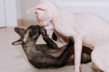 Poster - hairless sphynx cats play at home on the floor