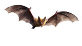 Fototapeta  - Flying bat isolated on transparent background, image with background removed, created with Generative Ai technology.