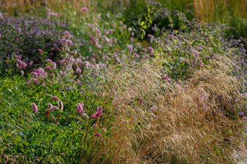 Wall Mural -  Soddy meadow, or Pike ( lat. Deschampsia cespitosa ) is a plant for flower garden in a natural style. Herb garden with ornamental cereals and aromatic herbs