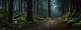 Fototapeta  - Trail in the forest with sunrays nature concept