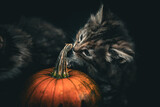 Fototapeta  - Norwegian forest cat kittens and pumpkins