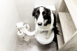 Dog shenanigans! A border collie dog sits on top of a toilet in a bathroom in a house rolled up with toilet paper. The animal looks at the camera with a sad face. Dog repentance.