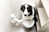 Fototapeta  - Dog shenanigans! A border collie dog sits on top of a toilet in a bathroom in a house rolled up with toilet paper. The animal looks at the camera with a sad face. Dog repentance.