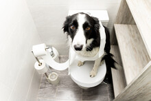 Dog Shenanigans! A Border Collie Dog Sits On Top Of A Toilet In A Bathroom In A House Rolled Up With Toilet Paper. The Animal Looks At The Camera With A Sad Face. Dog Repentance.