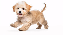A Vivacious Maltipoo Puppy Gambolling And Frolicking Unaccompanied Against A White Background.