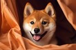 Portrait funny and happy shiba inu puppy dog 