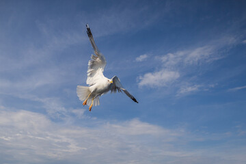 Wall Mural - Seagull - Larus marinus flies through the air with outstretched wings. Blue sky. The harbor in the background.