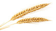 Leinwandbild Motiv Ears of golden wheat, cut out