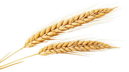 ears of golden wheat, cut out