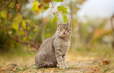 Wall Mural - tabby grey cat walking on nature in vineyard, pet in autumn season, rural scene