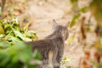 Wall Mural - tabby grey cat walking on nature, pet in autumn garden, rural scene