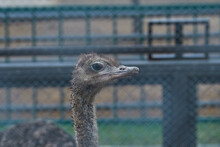 Ostrich In The Zoo, Side View
