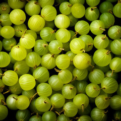 Wall Mural - green and ripe gooseberries closeup background