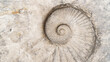 © nieriss - Abstract background with ancient prehistoric ammonite fossils. Fossil spiral mollusk close-up. Concept of archaeological excavations, geological research. Ammonite background top view.