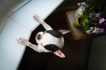 Canvas Print - Boston Terrier dog seen from above. She is standing on her back legs with her paws on a windowsill. She is looking out of a window.