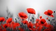 Red poppies on black and white background. Flowers poppies blossom on wild field. Remembrance day concept. Horizontal remembrance day theme poster, greeting cards, headers, website and app. photograph