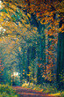 Krajobraz jesienny w lesie, aleja jesienna