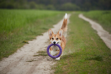 Wall Mural - Adorable Happy Welsh Corgi Pembroke dog playing with puller in the spring field