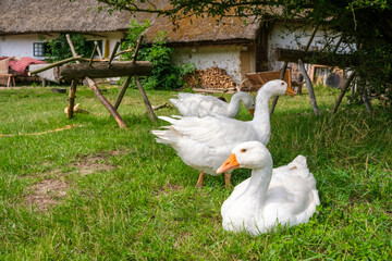 White geese rest on fresh grass, in front of a traditional dwelling on a Danish farm.