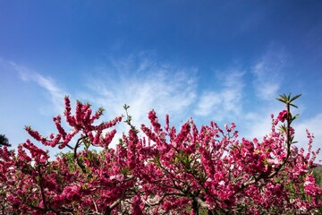 Sticker - Beautiful closeup view of judas-tree on a blue sky background