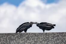 Two Black Vultures Feeding In Selective Focus