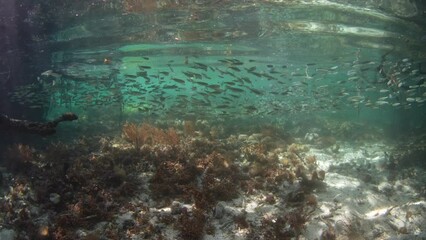 Wall Mural - A school of silversides swim among the roots of a mangrove forest in Raja Ampat, Indonesia. This region is known as the heart of the Coral Triangle and has extremely high marine diversity.