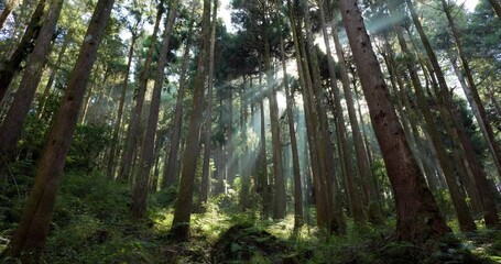 Wall Mural - sunlight over the pine tree forest