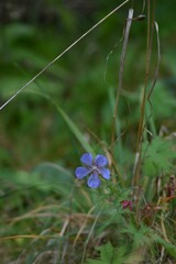 Sticker - Closeup of a meadow crane's-bill