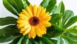 Éclat floral : Gerbera jaune et feuillage vert