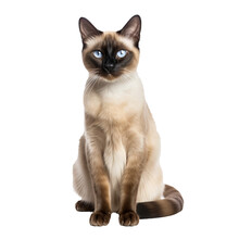 A Sleek Siamese Cat With A Cream Coat And Dark Extremities, Displaying Its Full Body, Poised Gracefully On A Transparent Background.