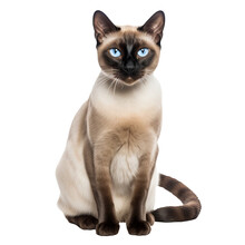 A Full-body Image Of A Siamese Cat With Its Sleek, Creamy Coat And Striking Blue Eyes, Presented Against A Transparent Background For Clear Visibility.