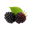 Luscious blackberry fruit depicted in full body with vivid details, rendered against a clean transparent background for versatile use.