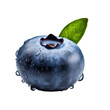A vivid, full-body illustration of a blueberry with a seamless transition to a transparent background.