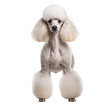 A Poodle dog displayed in full body, neatly groomed, stands on a transparent background showcasing its elegant posture and fluffy fur.